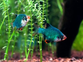 Барбус Мшистый