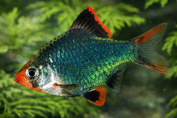 Барбус Мшистый