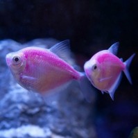 Тернеция ГЛО Сиреневая