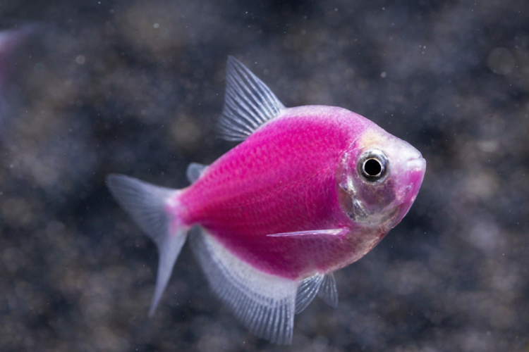 Тернеция ГЛО Сиреневая