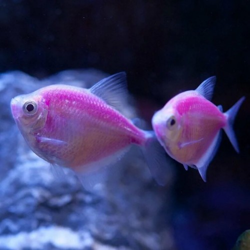 Тернеция ГЛО Сиреневая