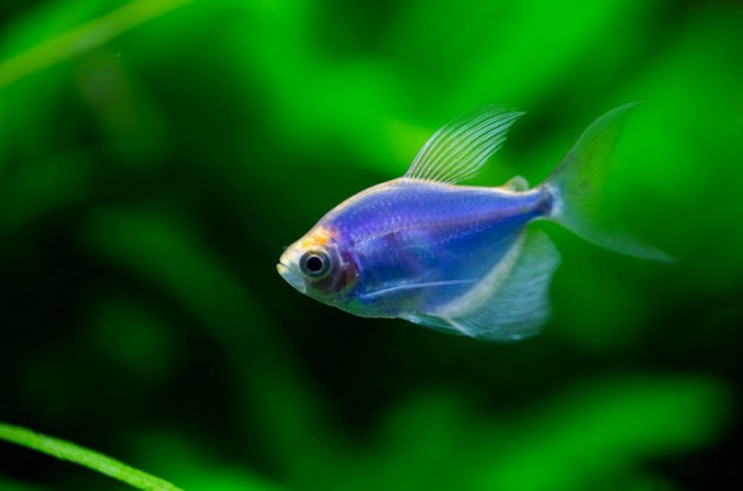 Тернеция ГЛО Сиреневая GloFish (Gymnocorymbus ternetzi var.)