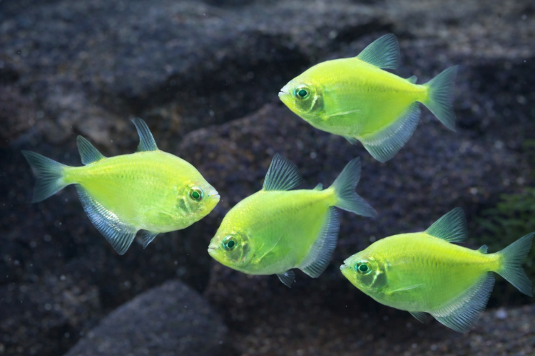 Тернеция ГЛО Зеленая