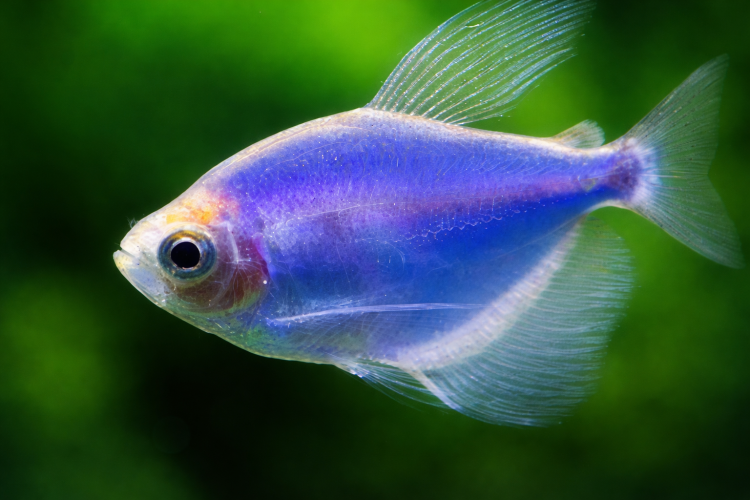 Тернеция ГЛО Синяя