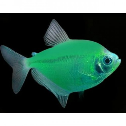 Тернеция ГЛО Мята