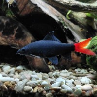 Лабео Черный биколор