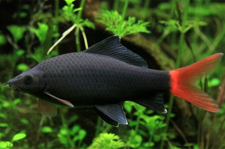 Лабео биколор, или лабео двухцветный (Epalzeorhynchos bicolor)