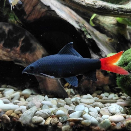 Лабео Черный биколор