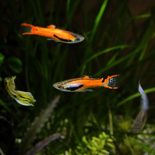 Гуппи Эндлера Красный Самцы