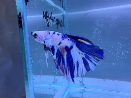 Петушок Халф-мун