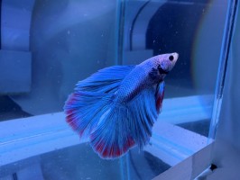 Петушок Двухвостый