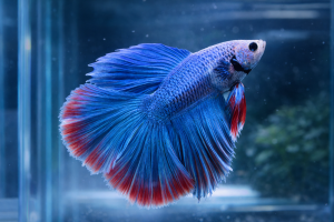 Петушок Двухвостый