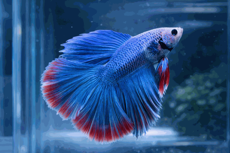 Петушок Двухвостый