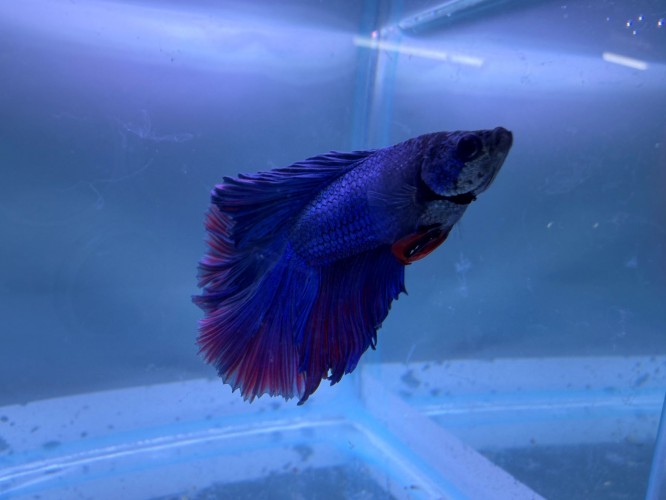 Петушок Двухвостый