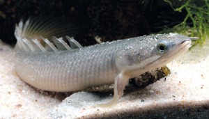 Полиптерус Синегальский