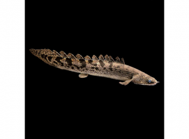 Полиптерус Дельгези