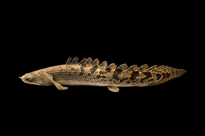 Полиптерус Дельгези (Polypterus delhezi)