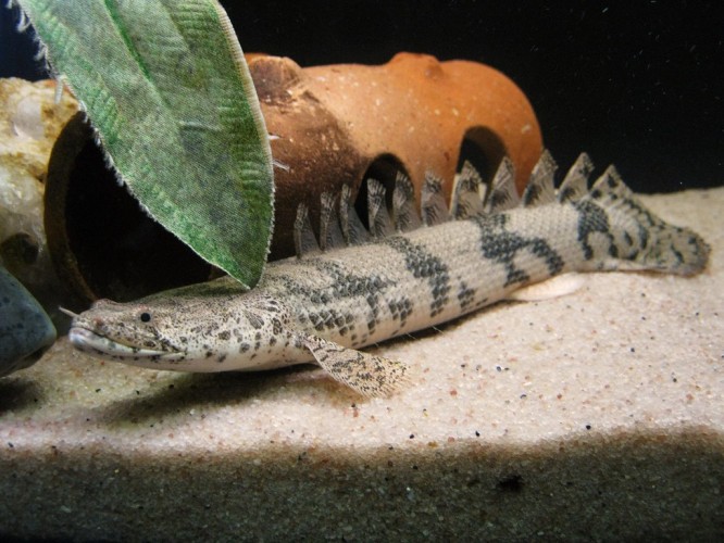 Полиптерус Эндлихера