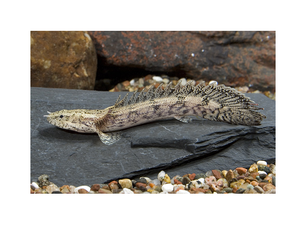 Полиптерус Эндлихера