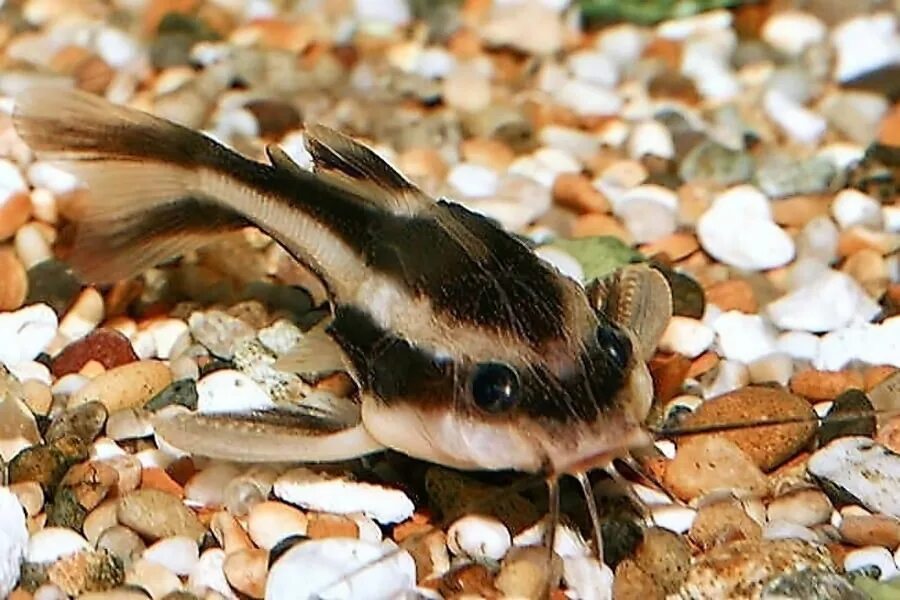 Платидорус