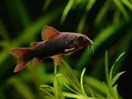 Коридорас Блэк Венесуэла