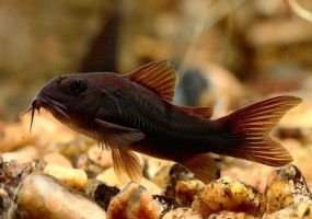 Коридорас Блэк Венесуэла