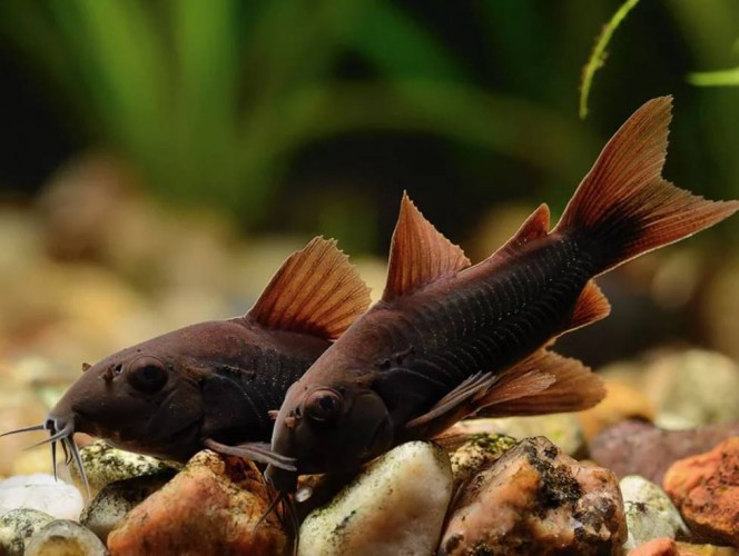 Коридорас Блэк Венесуэла