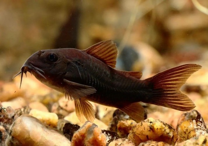 Коридорас Блэк Венесуэла