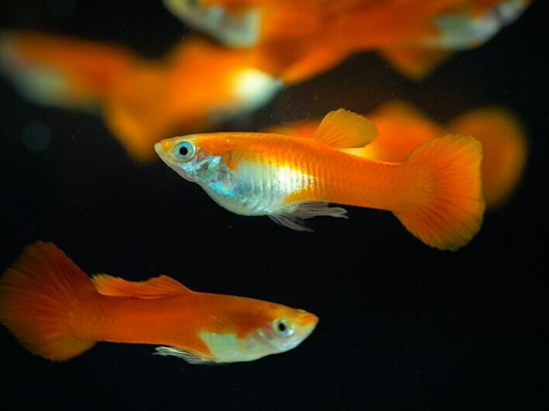 Гуппи Самцы Красный Блондин
