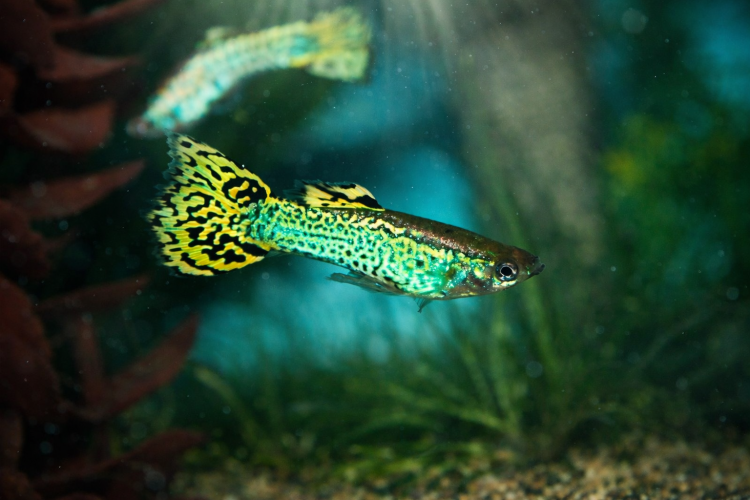 Гуппи Самцы Кобра Зеленая