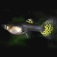 Гуппи Самки Кобра Зеленая