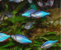 Радужница Неоновая