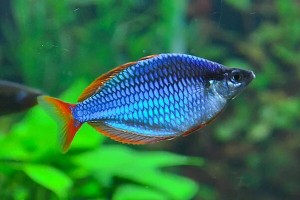 Радужница Неоновая