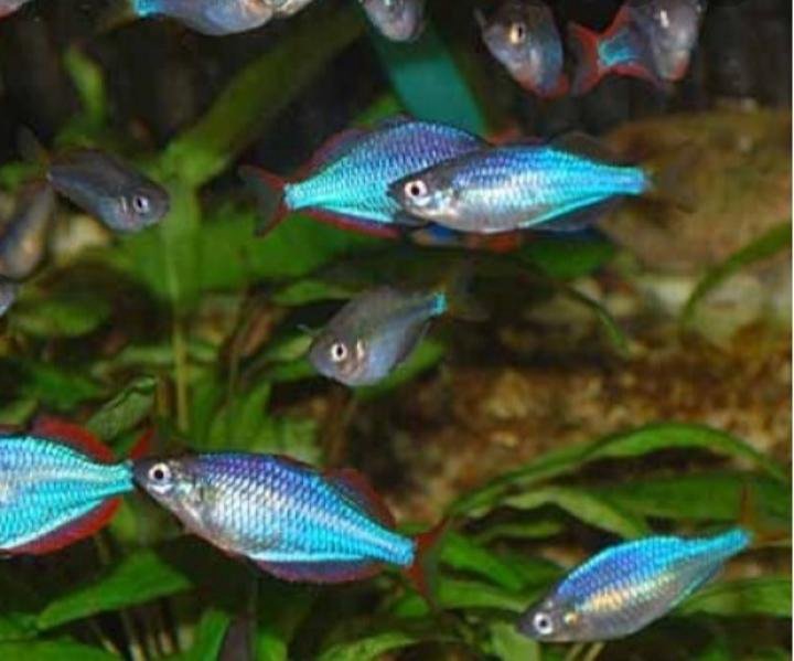 Радужница Неоновая