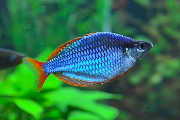 Радужница Неоновая