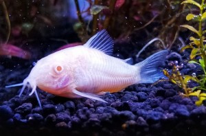 Коридорас Золотистый Альбино (Corydoras aeneus var. albino)