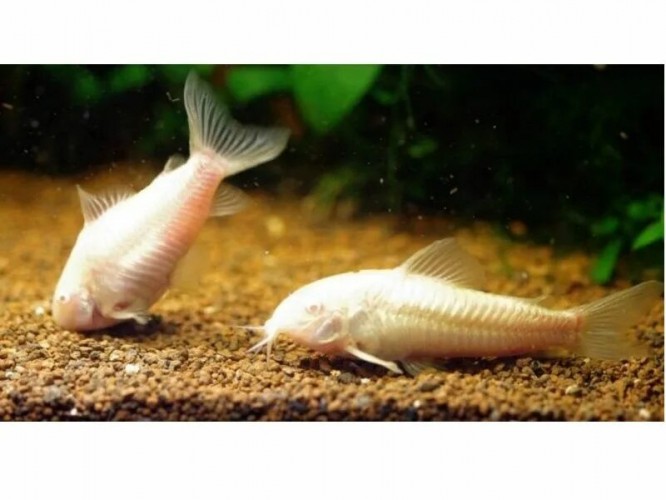 Коридорас Золотистый Альбино