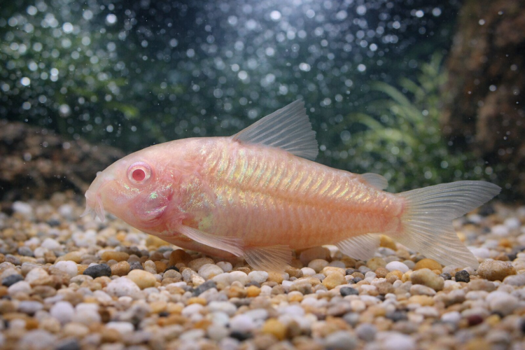 Коридорас Золотистый Альбино