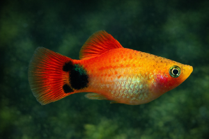 Пецилия Неон Микки Маус