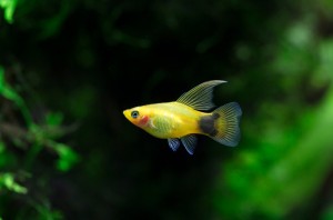 Пецилия Неон Микки Маус (Xiphophorus maculatus var.)