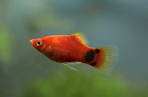 Пецилия Неон Микки Маус (Xiphophorus maculatus var.)