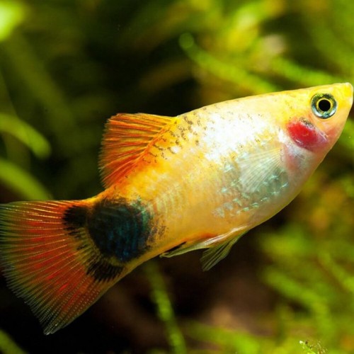 Пецилия Неон Микки Маус