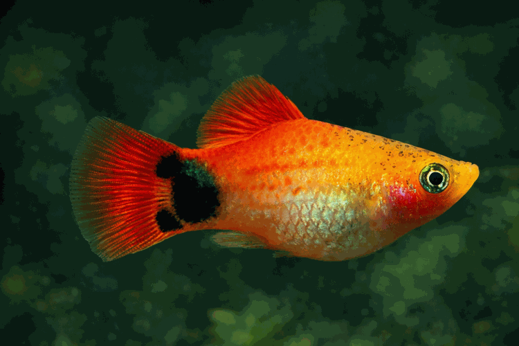 Пецилия Неон Микки Маус