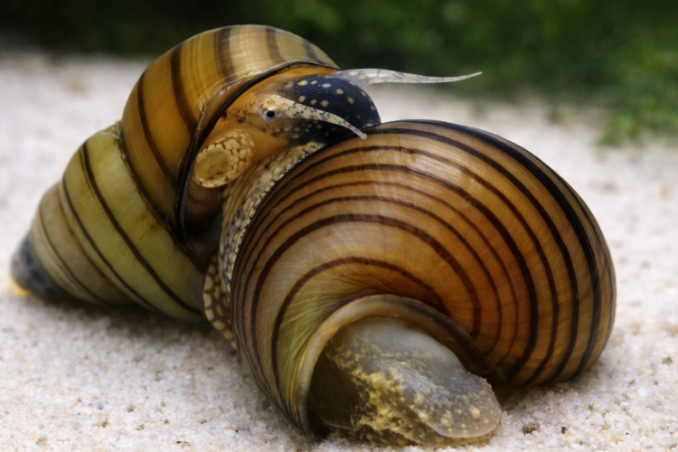 Улитка зеленая торпеда (Водорослеед)Фитопалюдина (Cipangopaludina leucythoides)