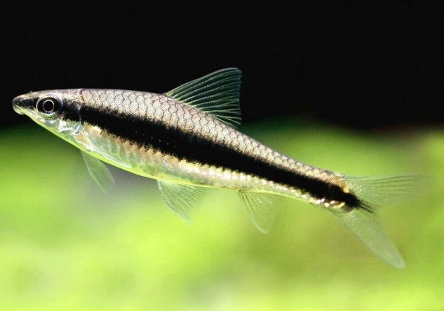 Сиамский водорослеед (Crossocheilus oblongus)