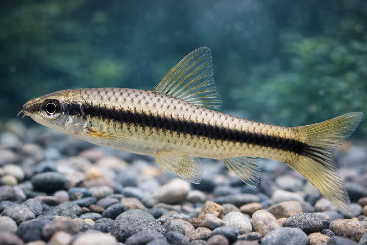 Сиамский Водорослеед