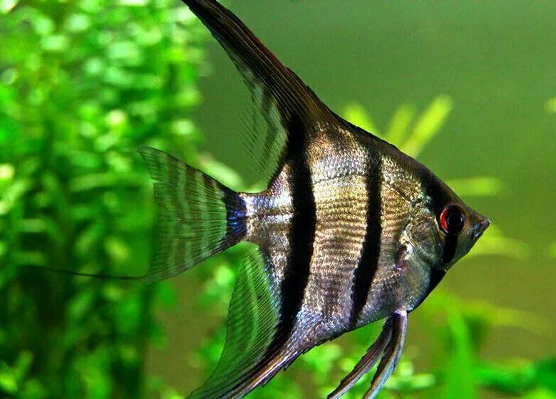 Скалярия Зебра