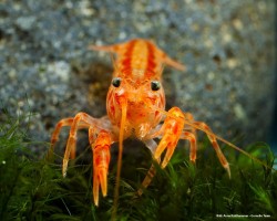 Рак Карликовый Мексиканский Оранжевый
