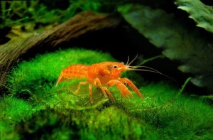Рак Карликовый Мексиканский Оранжевый