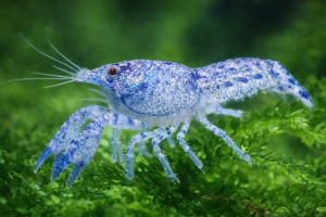 Рак Карликовый Голубой